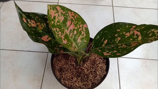 Aglaonema pink Dalmation смотреть онлайн