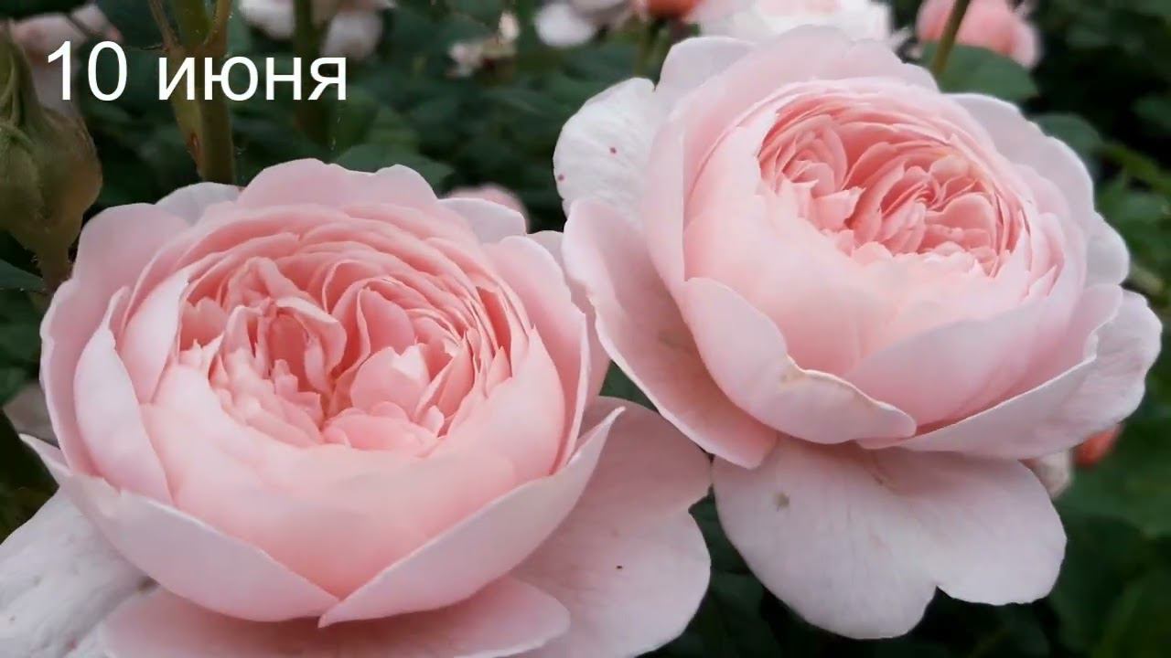 Квин оф Свиден смотреть онлайн