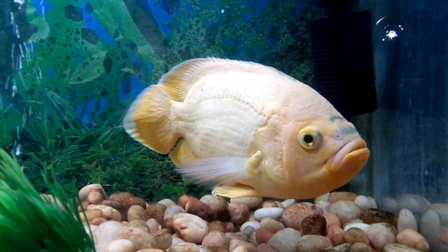 Fish Video | Stunning Aquarium| Goldfish, Catfish | Best Coral Reef Fish| Beautiful Coral Reef Fish смотреть онлайн