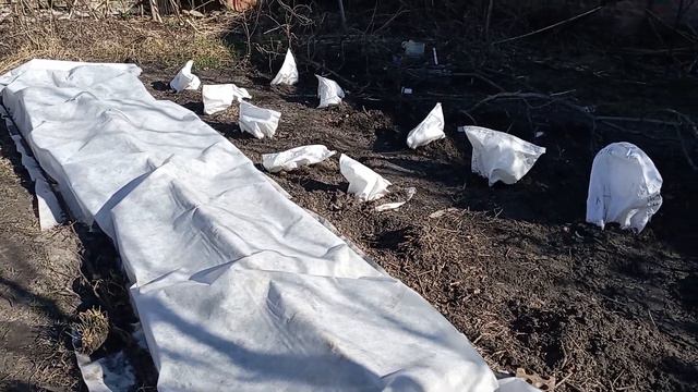 Березень. Знімати чи не знімати укриття з троянд? Що радять досвідчені трояндарі. смотреть онлайн