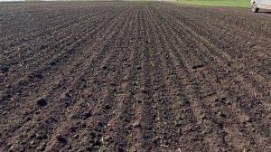 1 месяц после посева! Состояние Полей! Гербицид СТОМП!