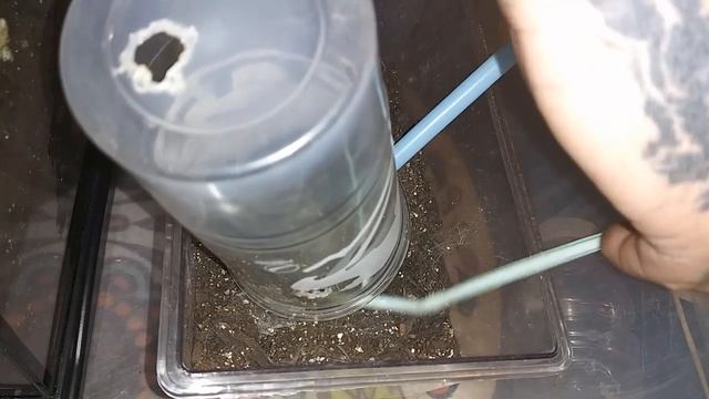 Chilobrachys sp Kaeng Krachan rehouse + Everything Exotic shirts смотреть онлайн