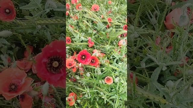 красивые цветы, 3 июня 2023