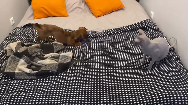 Мини такса играет с котом. The mini Dachshund is playing with the cat. смотреть онлайн