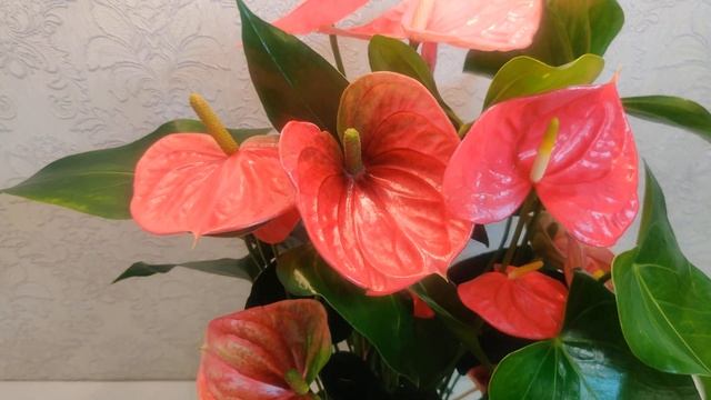 #ЦветыВместе Anthurium Colorado / Антуриум Колорадо 17/65