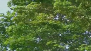 КРАСОТА БЕРЁЗ...