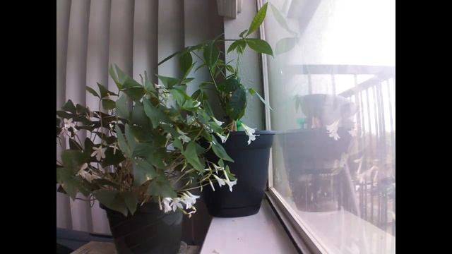 Raspberry Pi camera and Python project: Plant time lapse смотреть онлайн