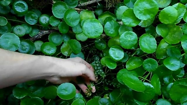 САД В БОЛЬШОЙ БАНКЕ (часть вторая) смотреть онлайн