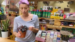 Пеперомия Санторини - красивейший из сортов пеперомии | Как правильно поливать пеперомию