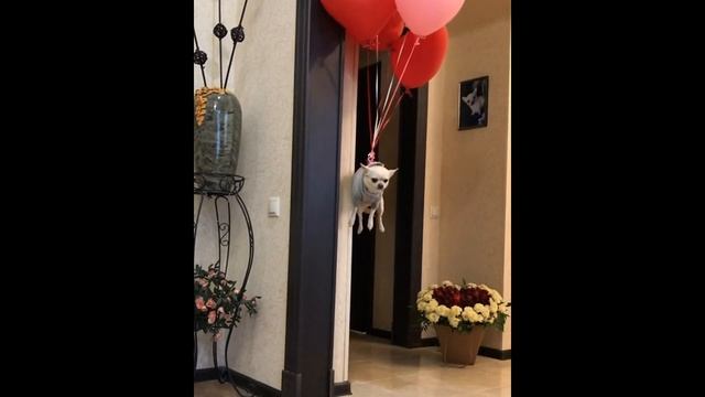 Запустили собаку на воздушном шаре. Реакция собаки. Собака в шоке. полет на шарах. Собака летит смотреть онлайн