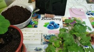 Герань (пеларгония)?Обрезка.Черенкование☘️Укоренение в перлите.Результат удивил.