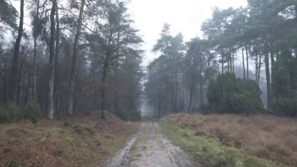 DARK FOREST Ambience & Music-Sounds of Dark Misty Forest with Ambient music | Fantasy Music | Lofi