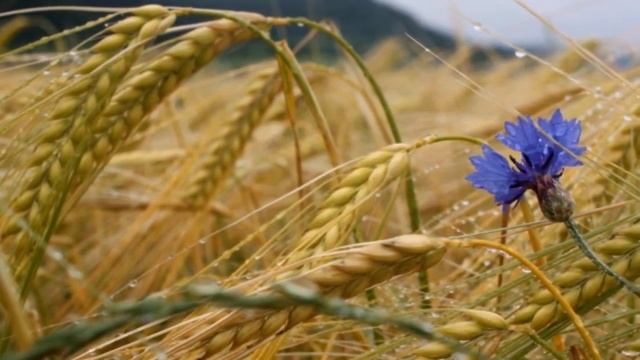 Васильки смотреть онлайн