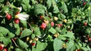 Малина штамбового сорта Глен Ампл