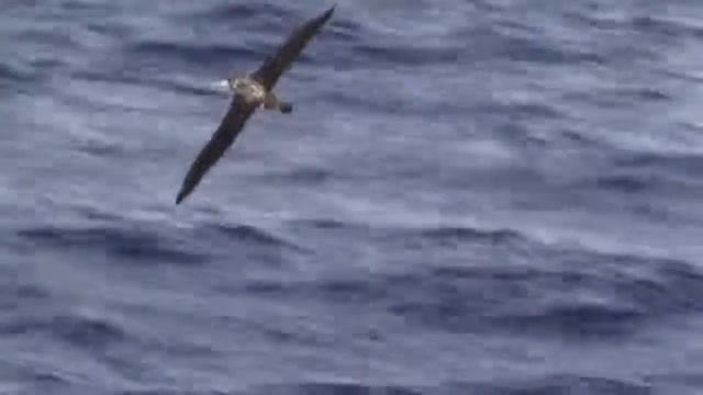 10 ОПАСНЫХ ДРЕВНИХ ЖИВОТНЫХ, КОТОРЫЕ К СЧАСТЬЮ ВЫМЕРЛИ смотреть онлайн