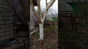 Зайцы сгрызли кору яблони вкруговую! Как спасти яблоню.