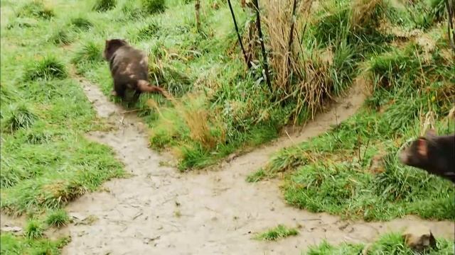 Выживание в дикой природе - Часть 5. Тайная жизнь сумчатых - Документальный фильм смотреть онлайн