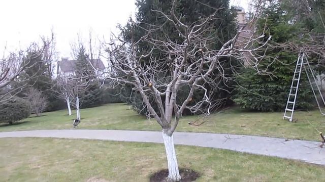 Стиль обрезки от Виталия Ореха. Обзор сада: СЛИВА, ВИШНЯ, ГРУША, ЯБЛОНЯ.