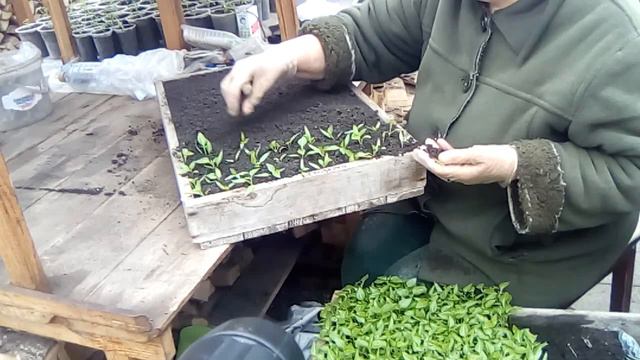 пикируем перец в ящик. смотреть онлайн