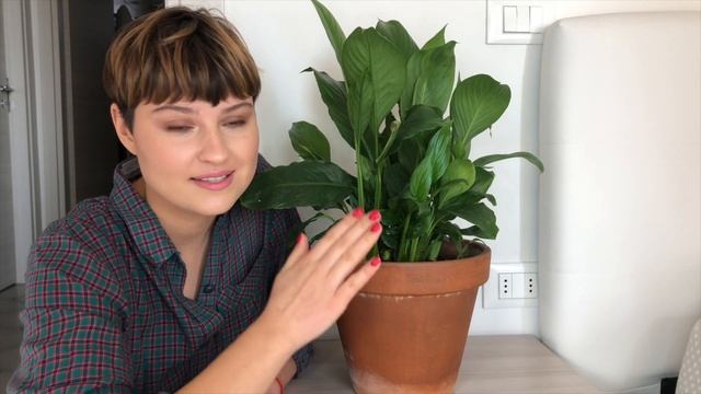 Полив комнатных растений. Как, когда и сколько. смотреть онлайн