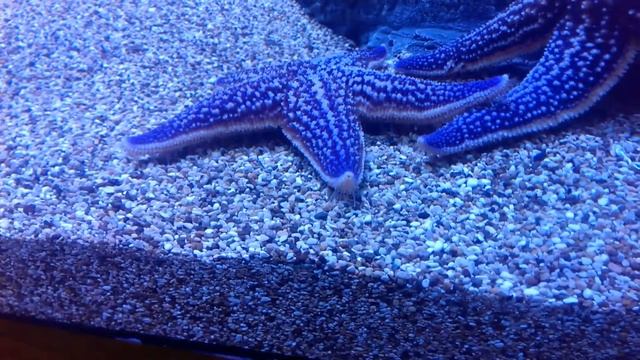 Как передвигаются звёзды смотреть онлайн