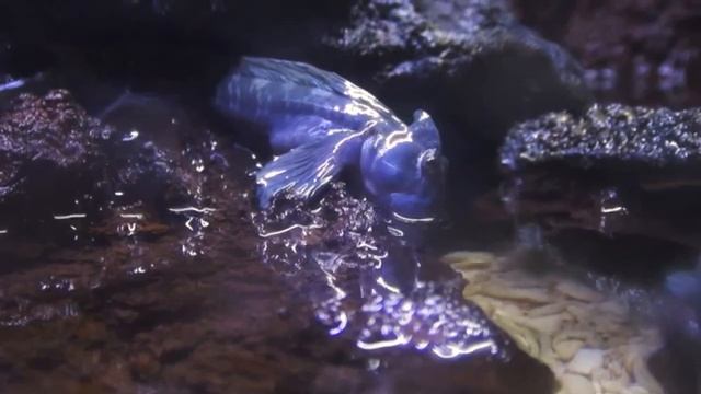 10 Животных, в Существование Которых Сложно Поверить