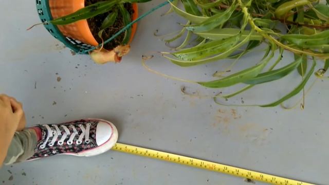 Nepenthes X 'Ventrata' - Carnivorous Land