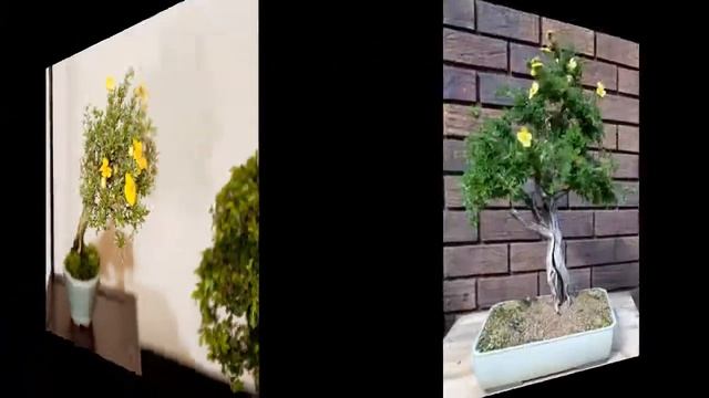 Potentilla Flowering | Bonsai смотреть онлайн