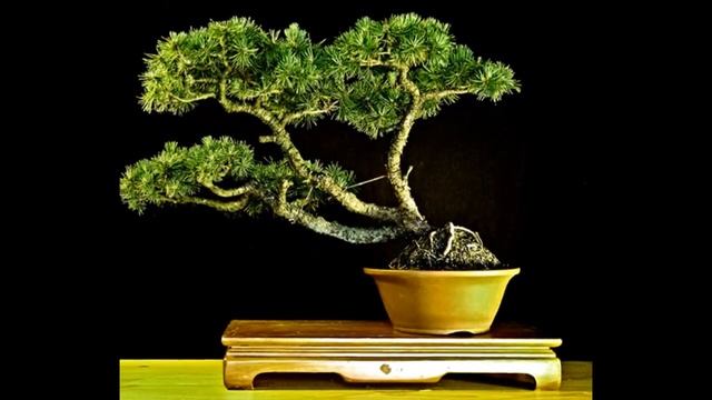 Pinus mugo 'Humpy' (Dwarf Mountain Pine) смотреть онлайн