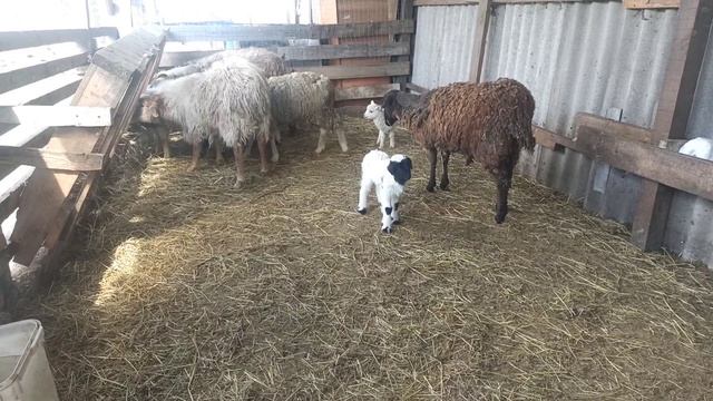 30.03.23 Окот козы! продолжение окота смотреть онлайн