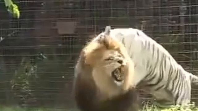 LION or TIGER. Лев против Тигра! Кто победит? смотреть онлайн