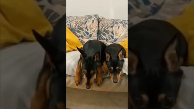 какие умнички #приколы ##животные #shortsvideo #топ #топчик #друзья #дресировка #умныеживотные #пес смотреть онлайн