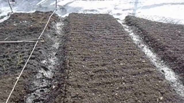 КОГДА МОЖНО ПОСЕЯТЬ РАННЮЮ МОРКОВЬ В ОТКРЫТЫЙ ГРУНТ Видеоурок Ольги Черновой 4 апреля смотреть онлайн