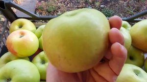 Яблоки сорта Феникс Алтайский. Октябрь 2022г.