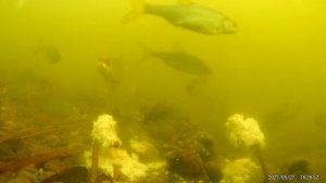 РЫБИЙ ЖИР - реакция рыбы. Подводные съемки рыбалки. Карась, плотва.