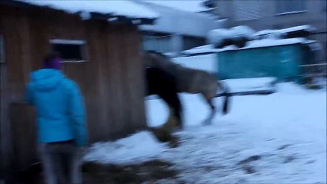 Шайр и Дарчи бесятся смотреть онлайн