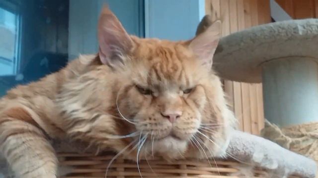 Кот Джокер,Мейн кун.Ну очень крутой кот. смотреть онлайн
