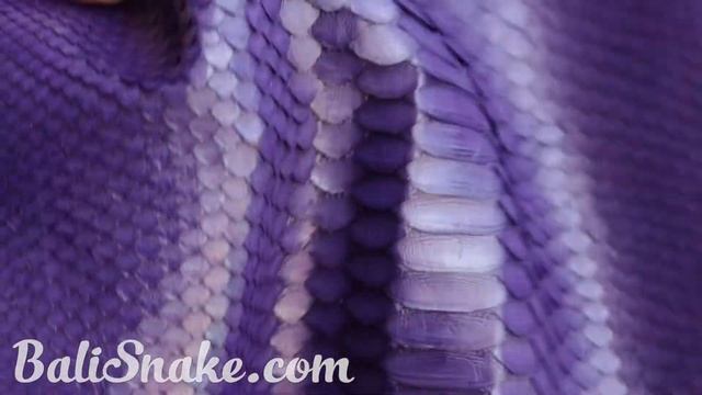 Купить кожу питона на Бали, шкуры питона от BaliSnake.com, экзотическая кожа смотреть онлайн