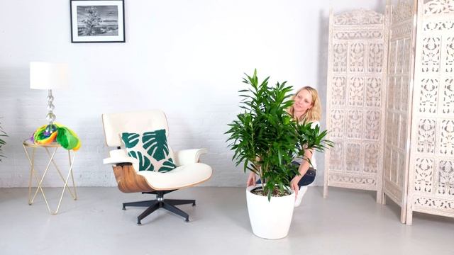 Dracaena Reflexa Plant Potted In Lechuza Classico Planter смотреть онлайн
