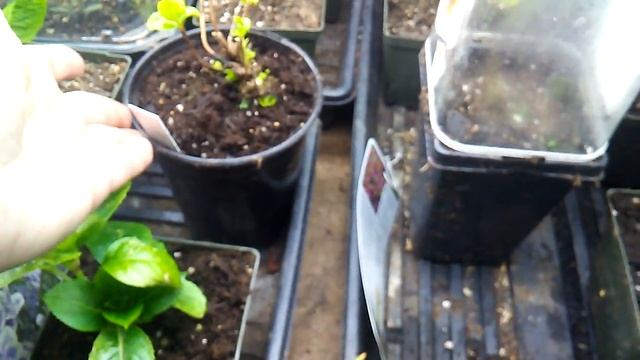 #214 Планы на этот год. смотреть онлайн