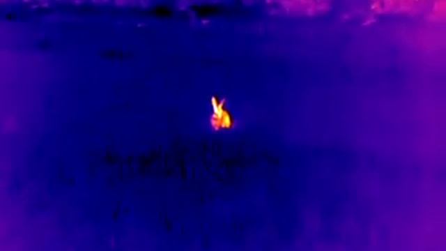 Night Pearl Scops19 Pro смотреть онлайн