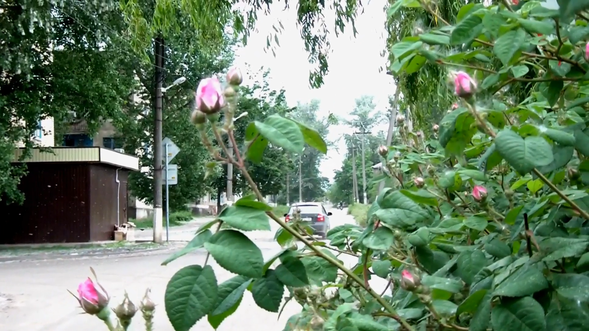 Тополиный пух, Суходольск ЛНР.