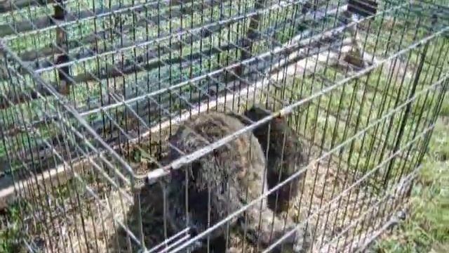 Енот на праздник /8(916)702-11-08/ Енот для фото смотреть онлайн