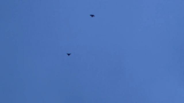 Николаевские голуби Воронежская область смотреть онлайн