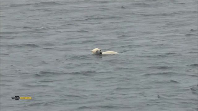 Белый медведь в воде. The Polar bear in the sea смотреть онлайн