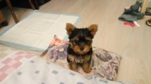 Щенок йорка просится на постельку, тихонечко скулит. Милое видео.