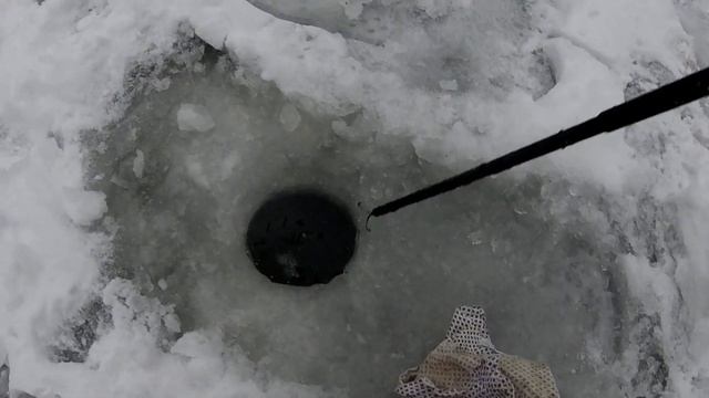 Ловим огромную форель. Досадные сходы и обрывы. Спорт зона КМ Лосиный Остров. смотреть онлайн