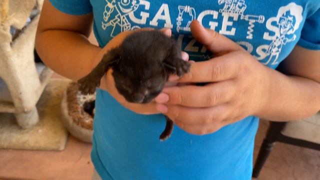 Почему кошка родила котят не дома а через три дня принесла их но ушёл Бельгиец. смотреть онлайн