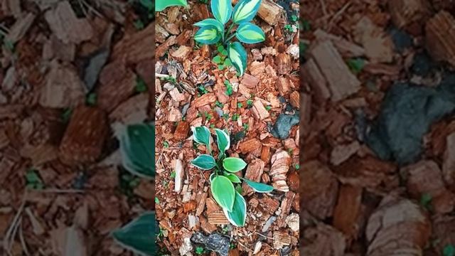 Хосты лета 2022 года ( новые сорта смотреть онлайн