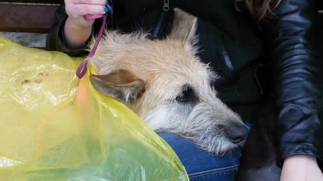 Выставка-пристройка "Лапа дружбы" в Воронцовском парке смотреть онлайн
